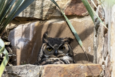 Athena Great Horned Owl 2025